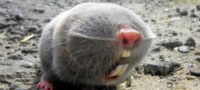 Picture Are Lesser Blind Mole-Rats the Strangest Creatures on Earth?
