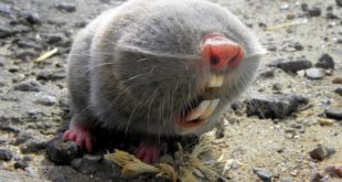 the Lesser Blind Mole Rat facts