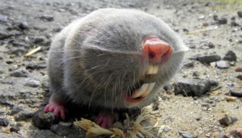 Picture Are Lesser Blind Mole-Rats the Strangest Creatures on Earth?