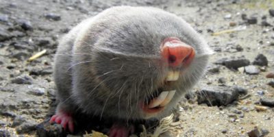 Picture Are Lesser Blind Mole-Rats the Strangest Creatures on Earth?