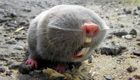 Amazing Facts About the Lesser Blind Mole Rat - No Visible Eyes!