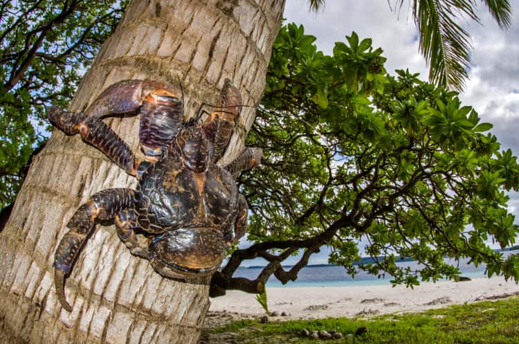 A coconut crab on a tree.