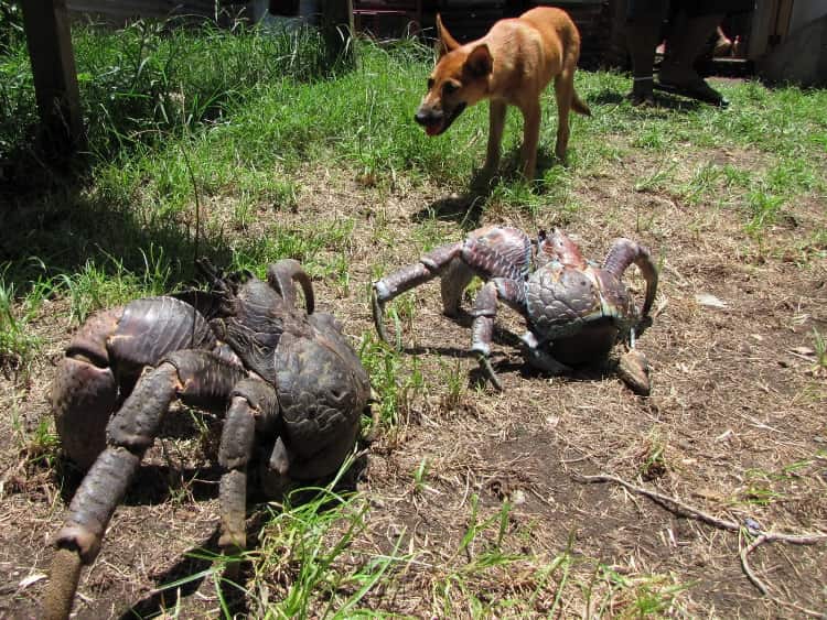 Coconut crab is the largest land-dwelling arthropod