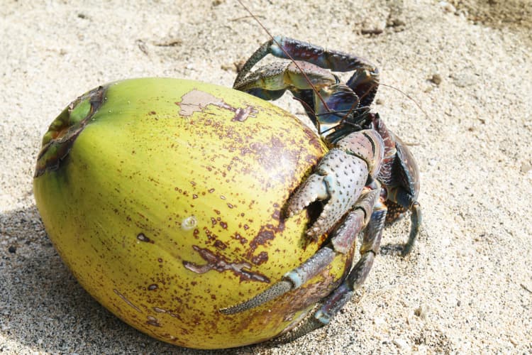 Coconut crab on a coconut fruit