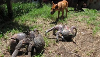 Picture Meet the World’s Most Giant Arthropod Land Dwellers – Coconut Crabs
