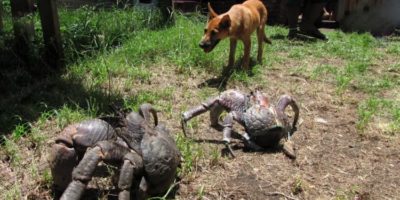 Picture Meet the World’s Most Giant Arthropod Land Dwellers – Coconut Crabs