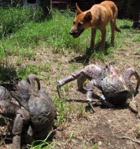 Picture Meet the World’s Most Giant Arthropod Land Dwellers – Coconut Crabs