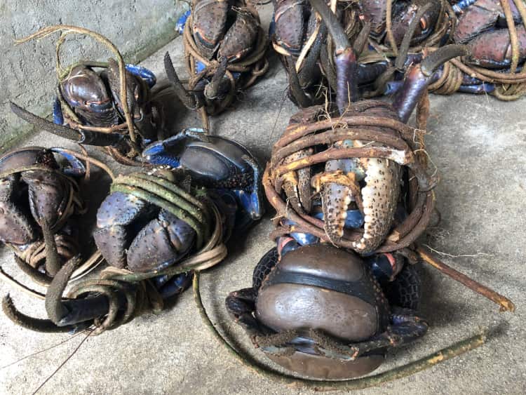 Coconut crabs at risk