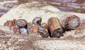 Picture Arizona’s Ancient Forests Frozen in Time – The 225-Million-Year-Old Petrified Tree Trunks