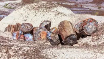Picture Arizona’s Ancient Forests Frozen in Time – The 225-Million-Year-Old Petrified Tree Trunks