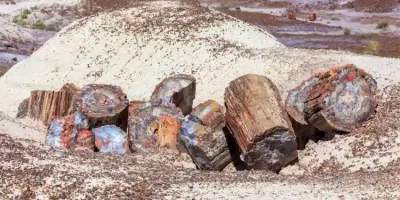 Picture Arizona’s Ancient Forests Frozen in Time – The 225-Million-Year-Old Petrified Tree Trunks