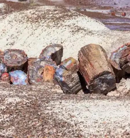 Picture Arizona’s Ancient Forests Frozen in Time – The 225-Million-Year-Old Petrified Tree Trunks