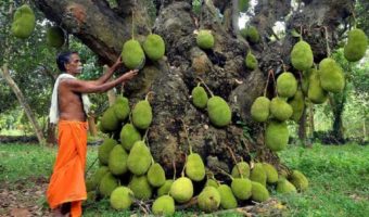 Picture 10 of the Strangest Fruits You’ve Probably Never Tried