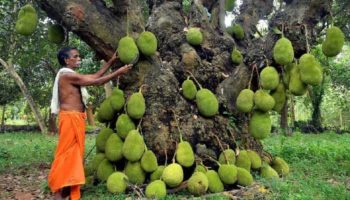 Picture 10 of the Strangest Fruits You’ve Probably Never Tried