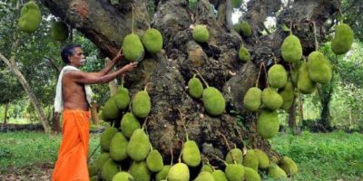 Picture 10 of the Strangest Fruits You’ve Probably Never Tried