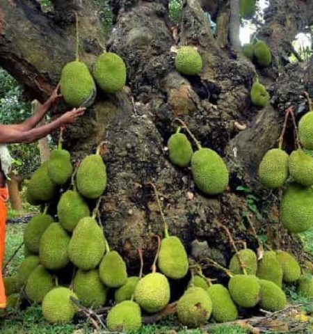 Picture 10 of the Strangest Fruits You’ve Probably Never Tried