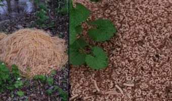 Picture The Macaroni Mystery: Who Dumped 500 Pounds of Pasta in Old Bridge, New Jersey?