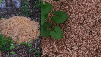 Picture The Macaroni Mystery: Who Dumped 500 Pounds of Pasta in Old Bridge, New Jersey?