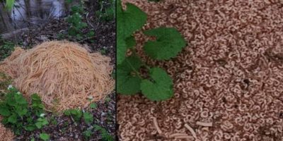 Picture The Macaroni Mystery: Who Dumped 500 Pounds of Pasta in Old Bridge, New Jersey?