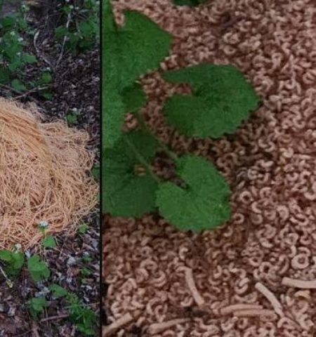 Picture The Macaroni Mystery: Who Dumped 500 Pounds of Pasta in Old Bridge, New Jersey?