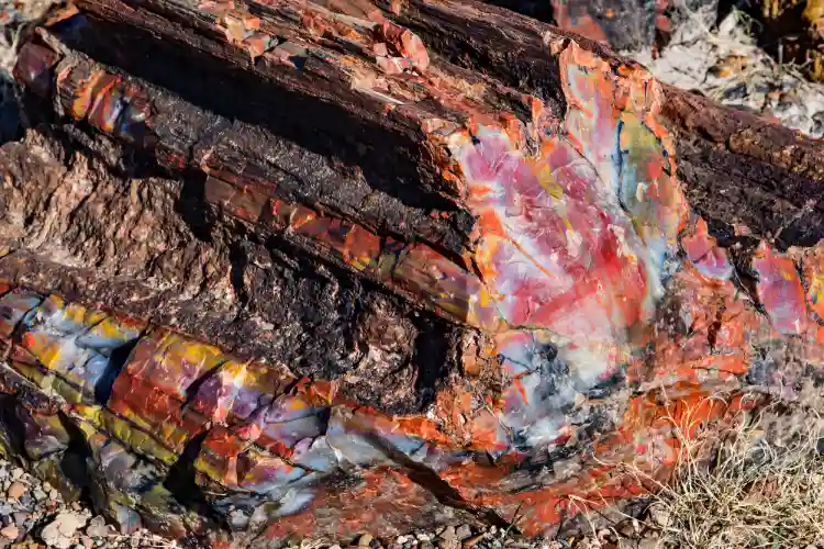 Vibrant Crystals Within a Petrified Log