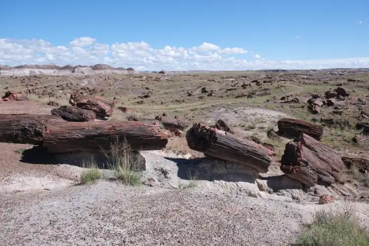 Petrified wood in various lengths