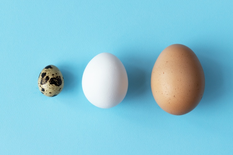 Quail egg, chicken egg & turkey egg