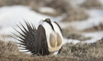 Picture 10 of the Weirdest Birds You Never Knew Existed