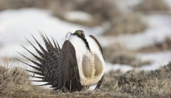 Picture 10 of the Weirdest Birds You Never Knew Existed