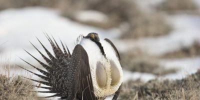 Picture 10 of the Weirdest Birds You Never Knew Existed