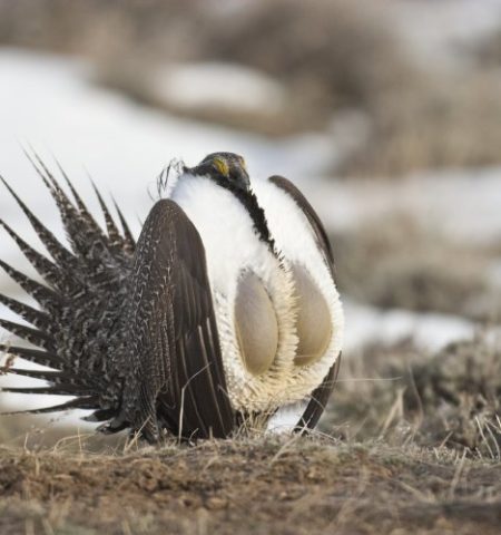 Picture 10 of the Weirdest Birds You Never Knew Existed