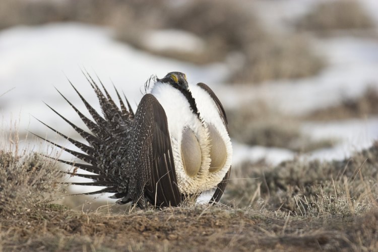 The Strutting Sage-grouse
