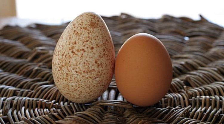  Turkey egg & chicken egg