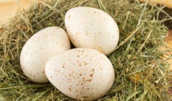 Picture Eggs Are a Staple and Turkey Is a Delicacy, so Why Don’t We Eat Turkey Eggs?