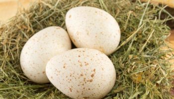 Picture Eggs Are a Staple and Turkey Is a Delicacy, so Why Don’t We Eat Turkey Eggs?