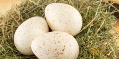 Picture Eggs Are a Staple and Turkey Is a Delicacy, so Why Don’t We Eat Turkey Eggs?