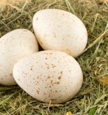 Picture Eggs Are a Staple and Turkey Is a Delicacy, so Why Don’t We Eat Turkey Eggs?