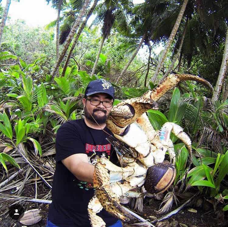 Enormous coconut crab