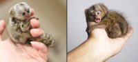 Picture Pygmy Marmoset, the Smallest Monkeys in the World, Weigh Less Than an Apple