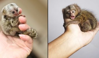 Picture Pygmy Marmoset, the Smallest Monkeys in the World, Weigh Less Than an Apple