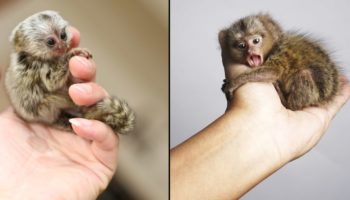 Picture Pygmy Marmoset, the Smallest Monkeys in the World, Weigh Less Than an Apple