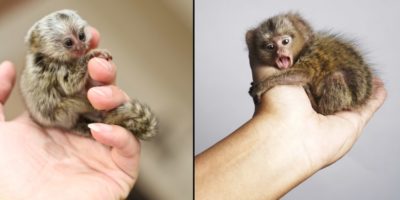 Picture Pygmy Marmoset, the Smallest Monkeys in the World, Weigh Less Than an Apple