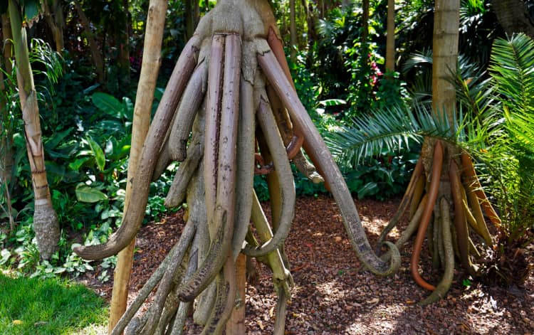 Walking palm roots
