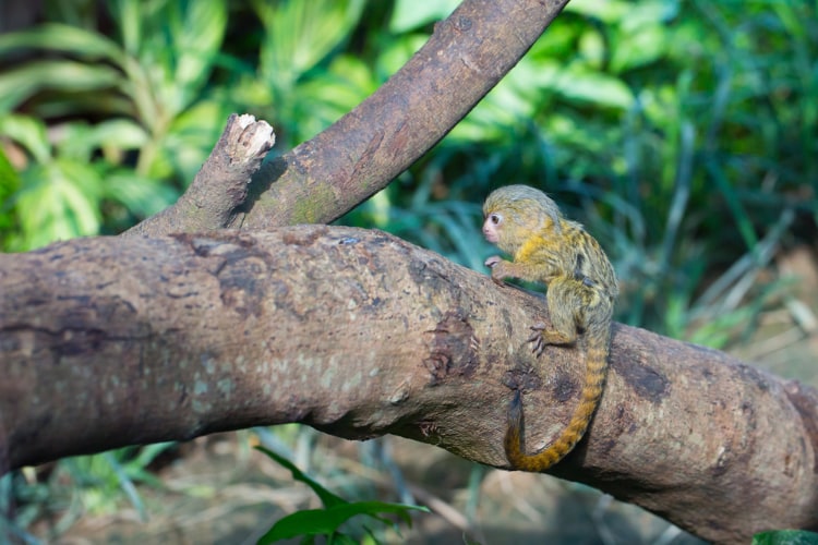 World's smallest monkey