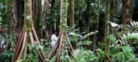 Picture Do ‘Walking Palm’ Trees Actually Roam the Rainforests of Latin America?
