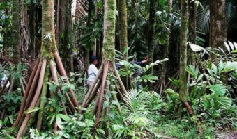 Picture Do ‘Walking Palm’ Trees Actually Roam the Rainforests of Latin America?