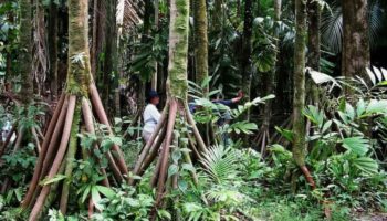 Picture Do ‘Walking Palm’ Trees Actually Roam the Rainforests of Latin America?