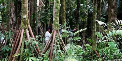 Picture Do ‘Walking Palm’ Trees Actually Roam the Rainforests of Latin America?