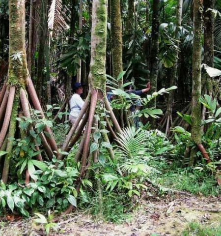 Picture Do ‘Walking Palm’ Trees Actually Roam the Rainforests of Latin America?