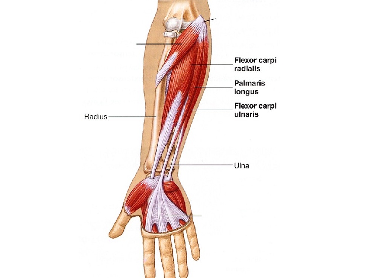 Muscular structure of Palmaris Longus in forearm